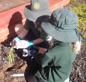 Tree planting by Roots & Shoots Club
