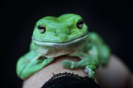 Schools can help save the frogs by taking part in Australia’s biggest frog count